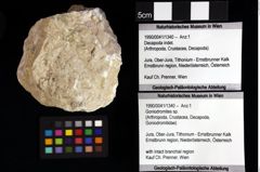 Foto (Objket + Etiketten) von Goniodromites sp. 